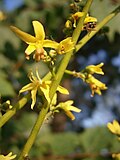 Koelreuteria paniculata inflorescence