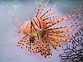 Lion Fish