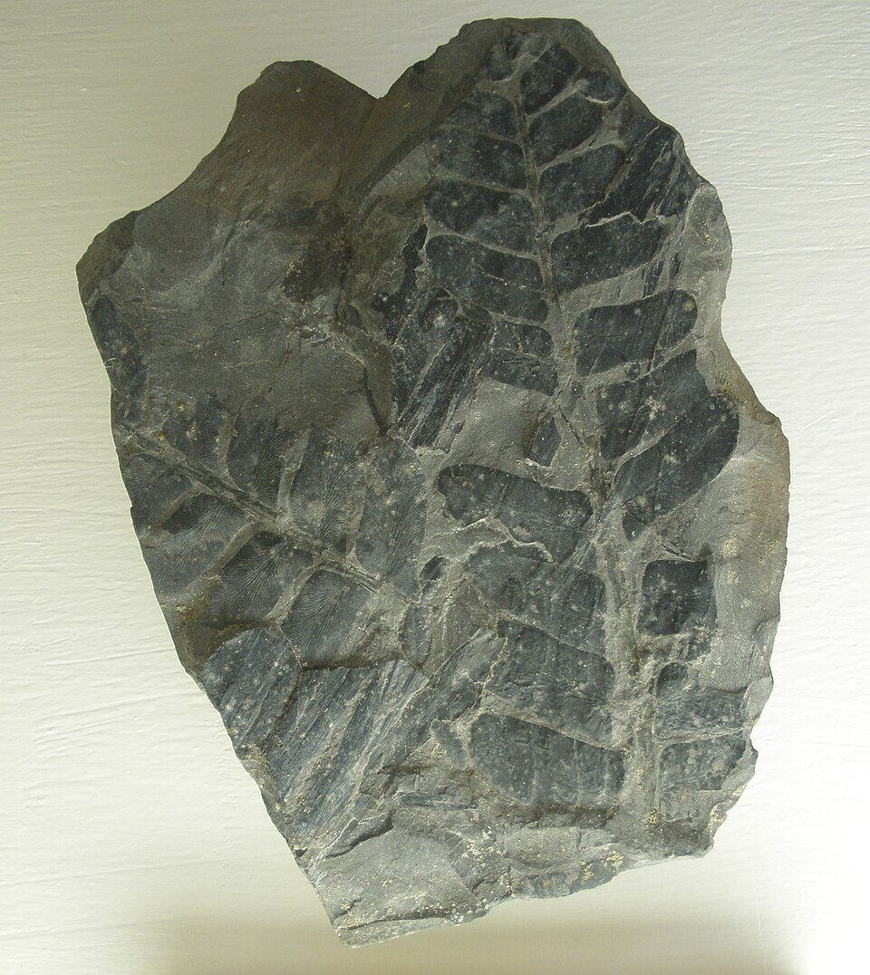 File:Neuropteris gigantea.JPG