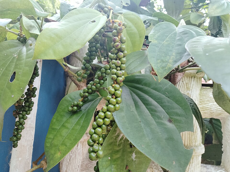 File:Panniyoor One pepper 05.jpg