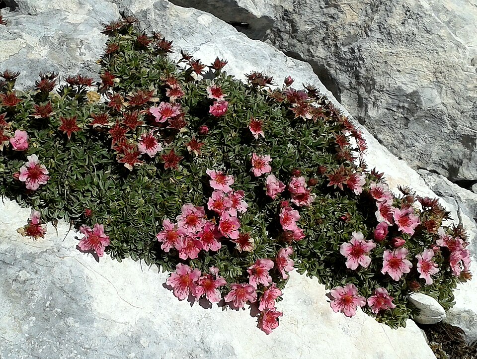File:Potentilla nitida 1 MHNT.jpg