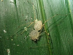 S. pallida