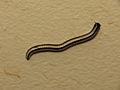 Spirobolellus sp.