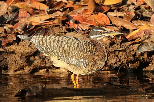 Sunbittern Eurypyga helias Brazil