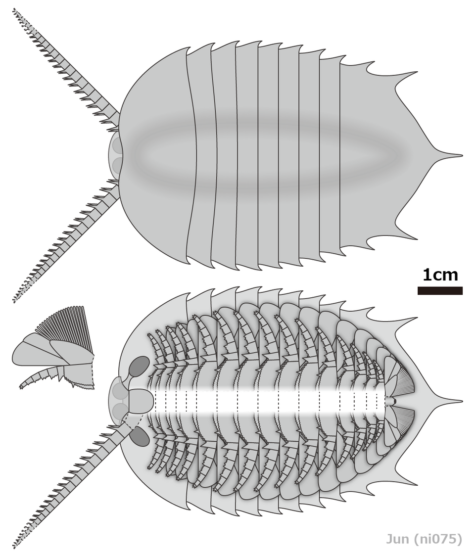 File:20250216 Kuamaia lata diagrammatic reconstruction.png