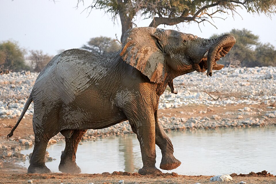 African bush elephant (loxodonta africana) bull trunk acrobatics in Okaukuejo waterhole in Etosha National Park Namibia