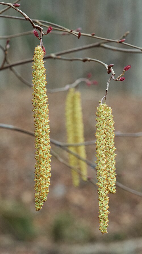 File:Alnus serrulata.jpg