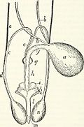 Male genitourinary system