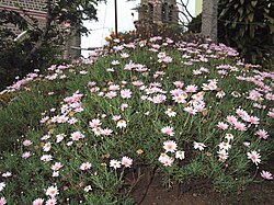 In cultivation in India