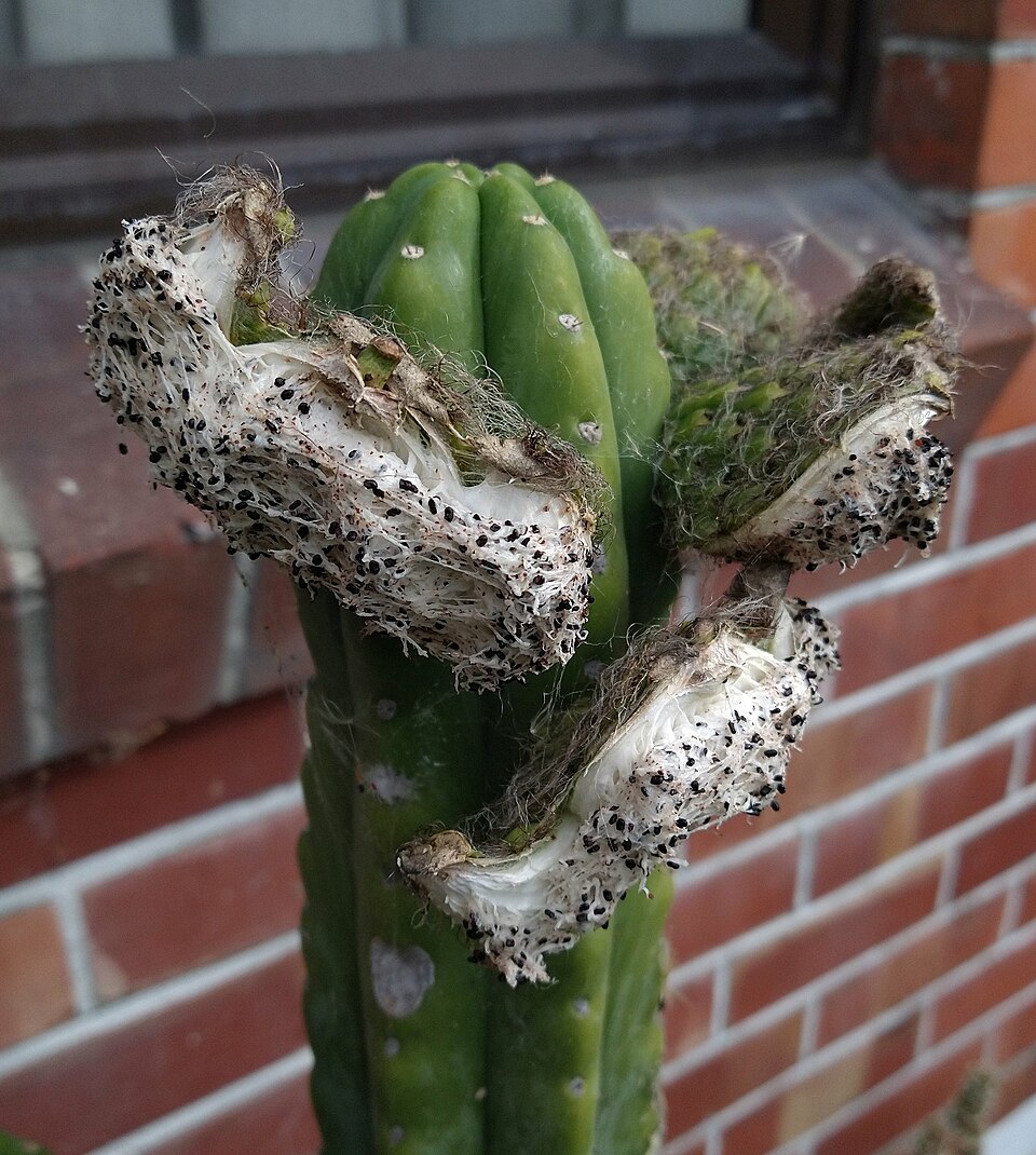 File:Echinopsis pachanoi ripe fruit.jpg