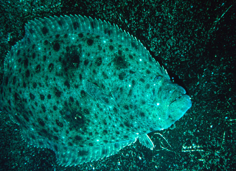 File:Halibut 300.jpg
