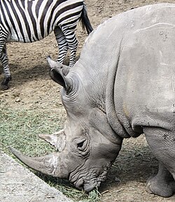 Nyíregyháza Zoo