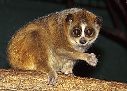 Brown loris