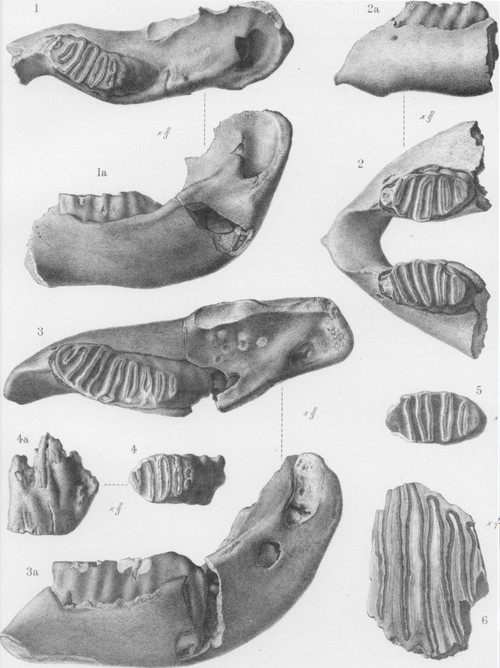 File:Palaeoloxodon cypriotes.png