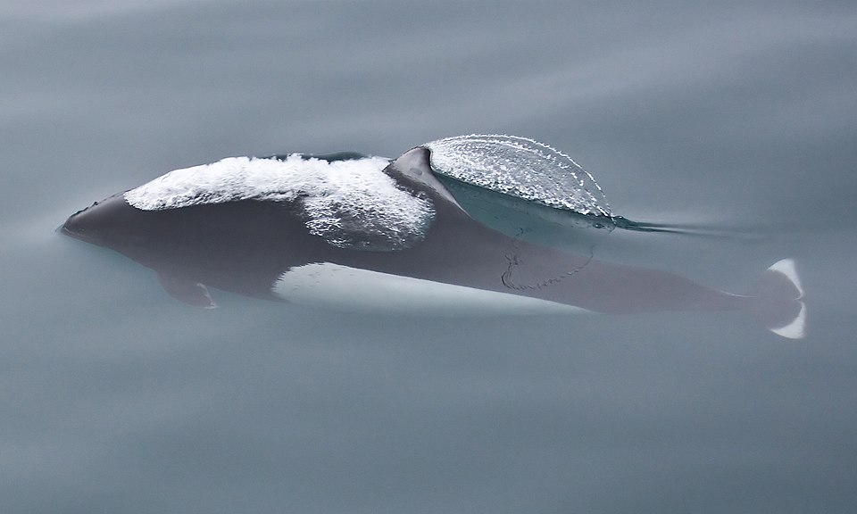 File:Phocoenoides dalli (Dall's porpoise).jpg