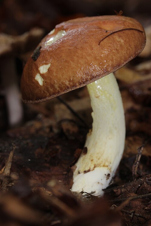 File:Suillus granulatus (29066980873).jpg