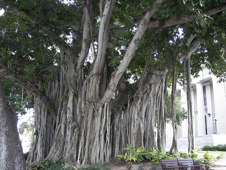 File:Banyan tree Old Lee County Courthouse.jpg