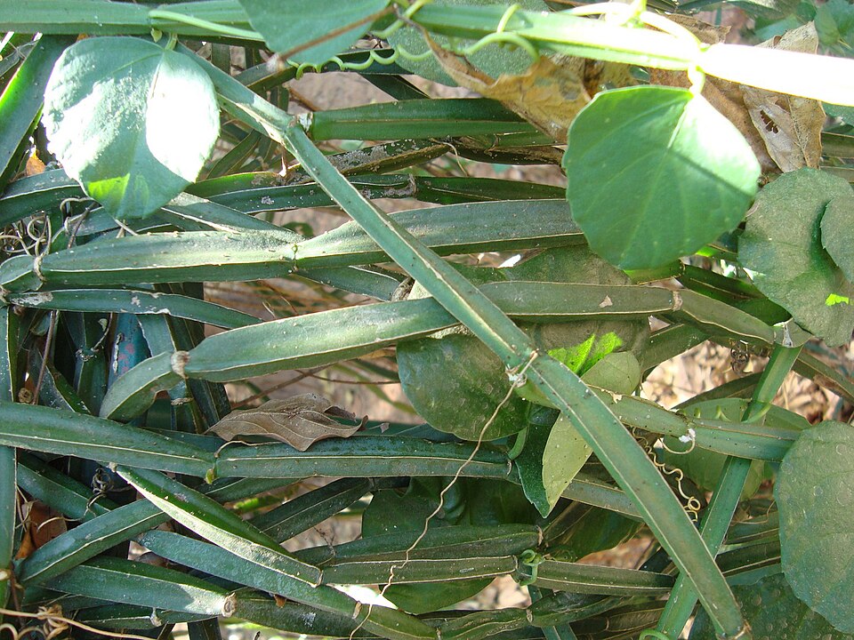 File:Cissus Quadrangualaris 12.JPG