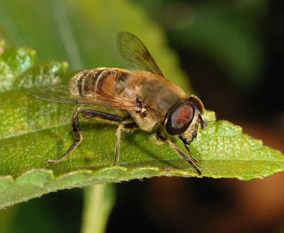 File:Eristalis 2007-1.jpg