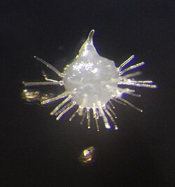Himantoglossum adriaticum germinating seed with rhizoids
