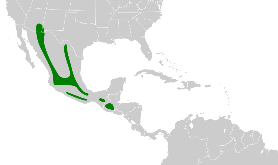 File:Junco phaeonotus map.svg