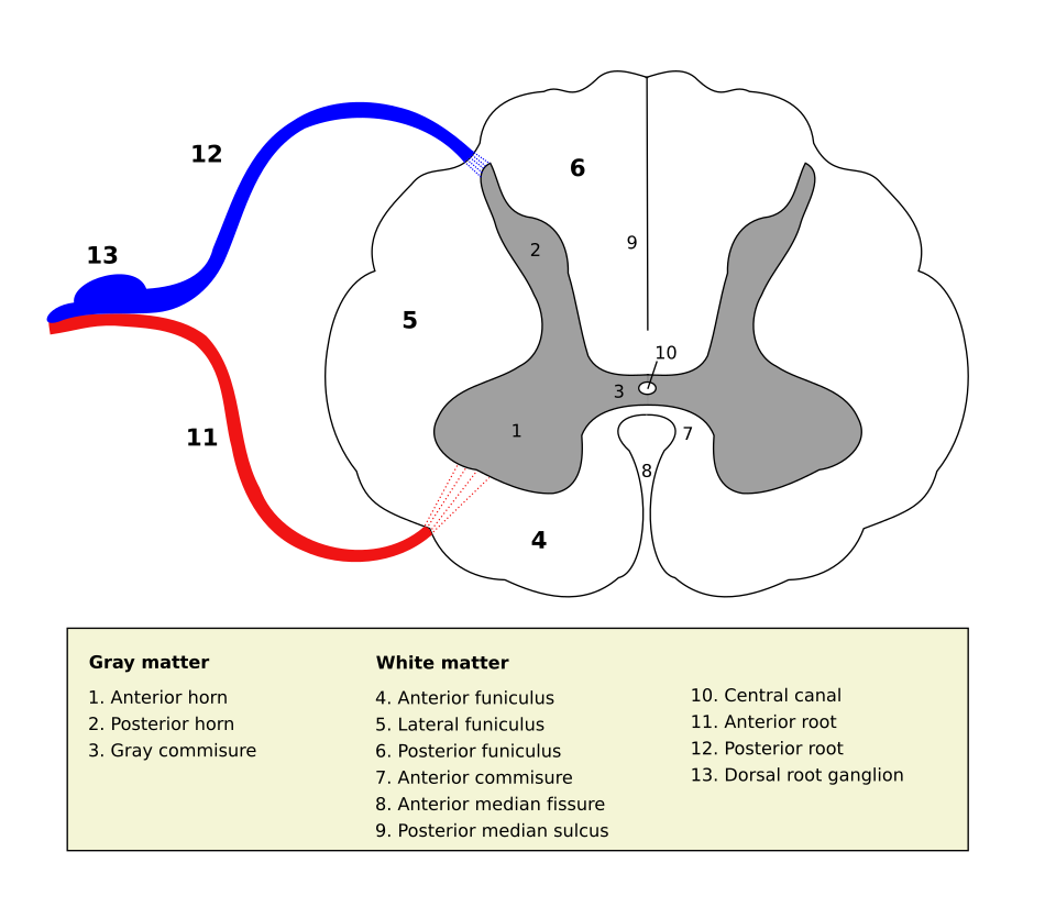 File:Medulla spinalis - Section - English.svg