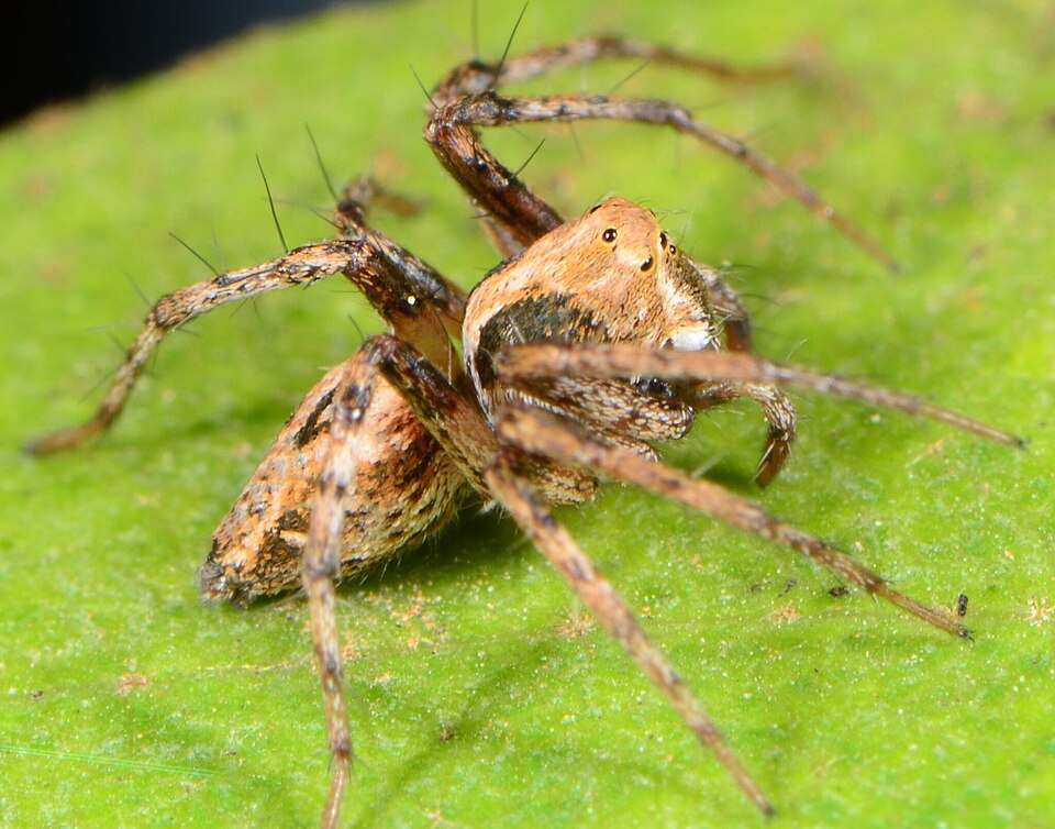 File:Oxyopes bothai 309653313 558800345.jpg