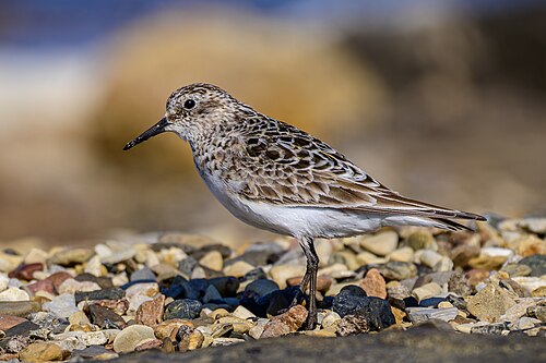 Baird's sandpiper, by Stephan Sprinz