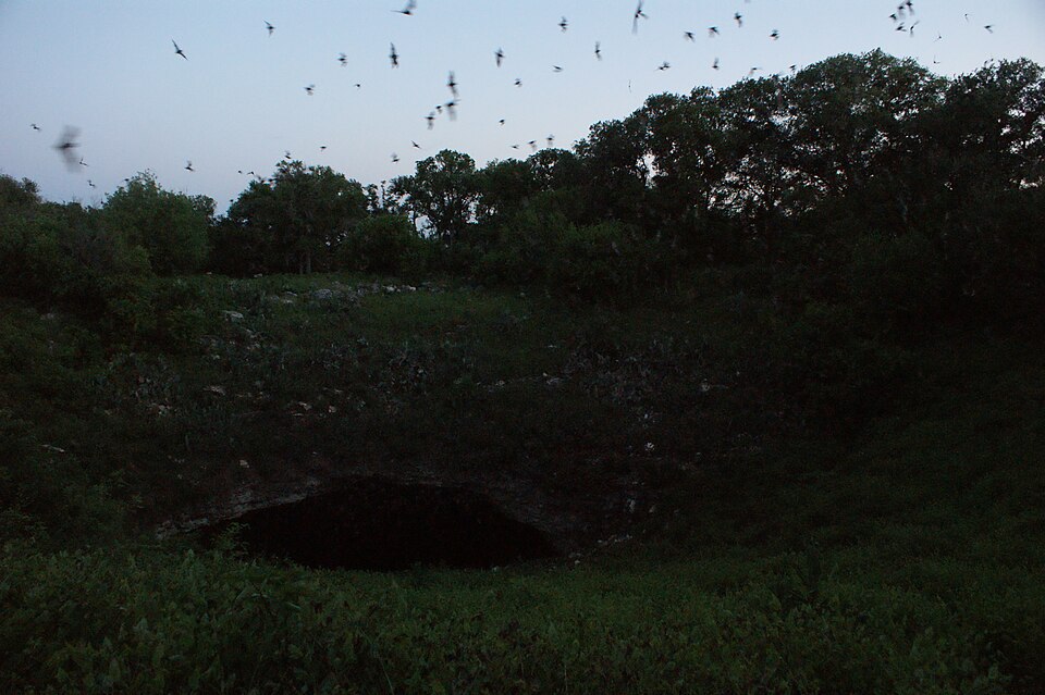 File:Bracken Cave Bats dark.jpg