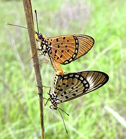 Mating pair in Mozambique