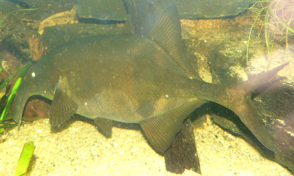File:Campylomormyrus numenius.jpg