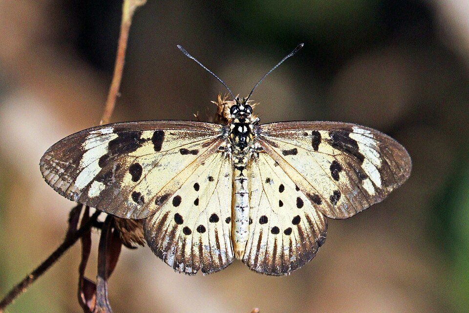 File:Common acraea (Acraea encedon encedon) 2.jpg