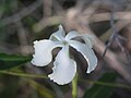 Echites umbellatus