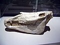 Image 11Skull of a giant extinct horse, Equus eisenmannae (from Evolution of the horse)