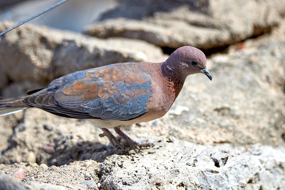 File:Laughing Dove 2019-07-25.jpg