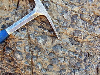 Oncolites from the Late Devonian Alamo bolide impact in Nevada