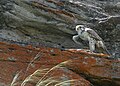 Thumbnail for version as of 01:19, 19 November 2009