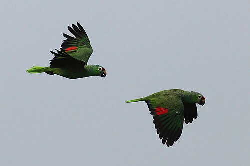 Red-lored parrots Amazona autumnalis salvini) in flight.jpg
