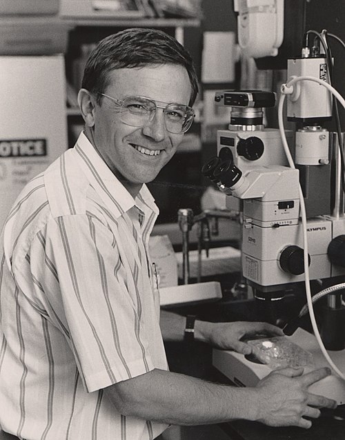 File:Stanley Korsmeyer at Microscope.jpg