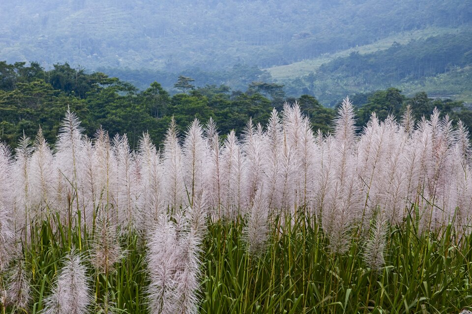 File:Sugarcane Flowers in Java.jpg