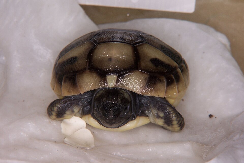 File:Testudo hermanni BW 5.JPG