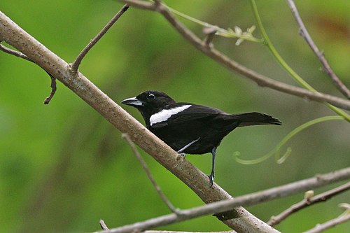 White-shouldered tanager Tachyphonus luctuosus panamensis ♂ Panama