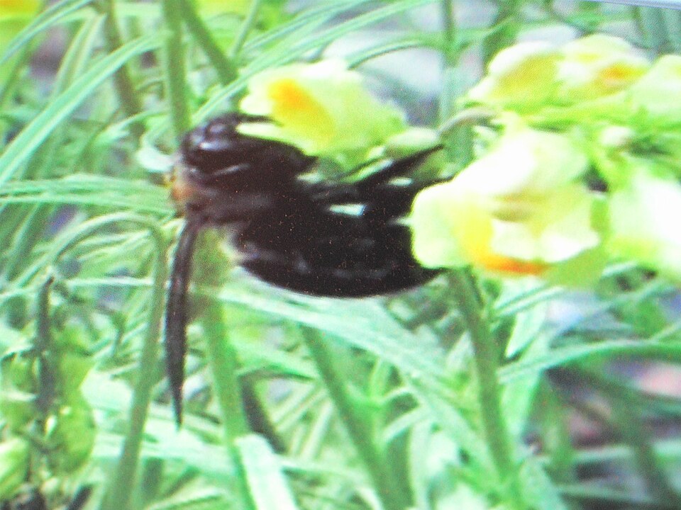 File:Bee003Green.jpg