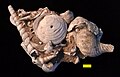 Thumbnail for version as of 21:14, 12 July 2016