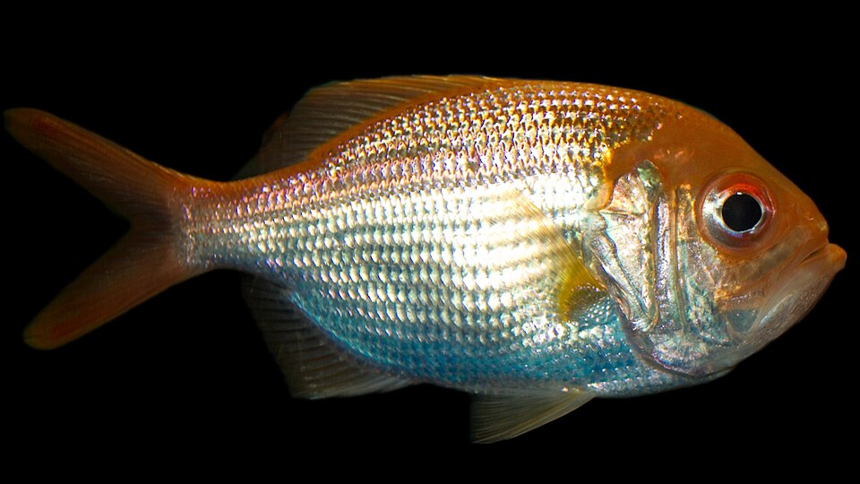File:Centroberyx affinis, Redfish.jpg