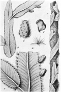 Thumbnail for version as of 09:48, 6 May 2009