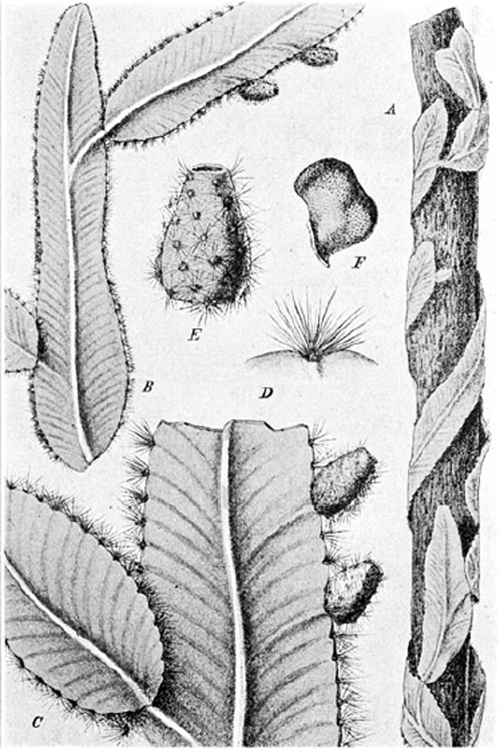 File:Cereus witti.png