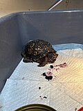 Eastern Box Turtle in recovery after a vehicle strike.