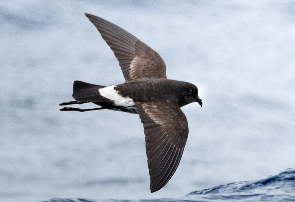 File:Fregetta maoriana 398650271 (cropped).jpg