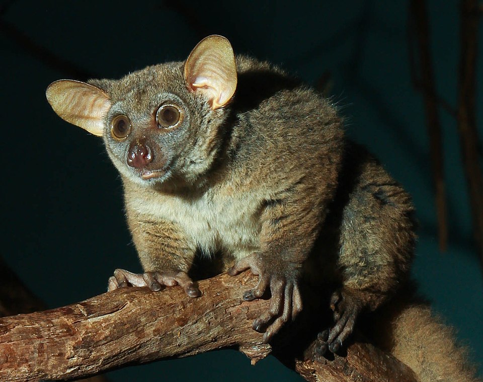 File:Garnett's Galago (Greater Bushbaby).jpg